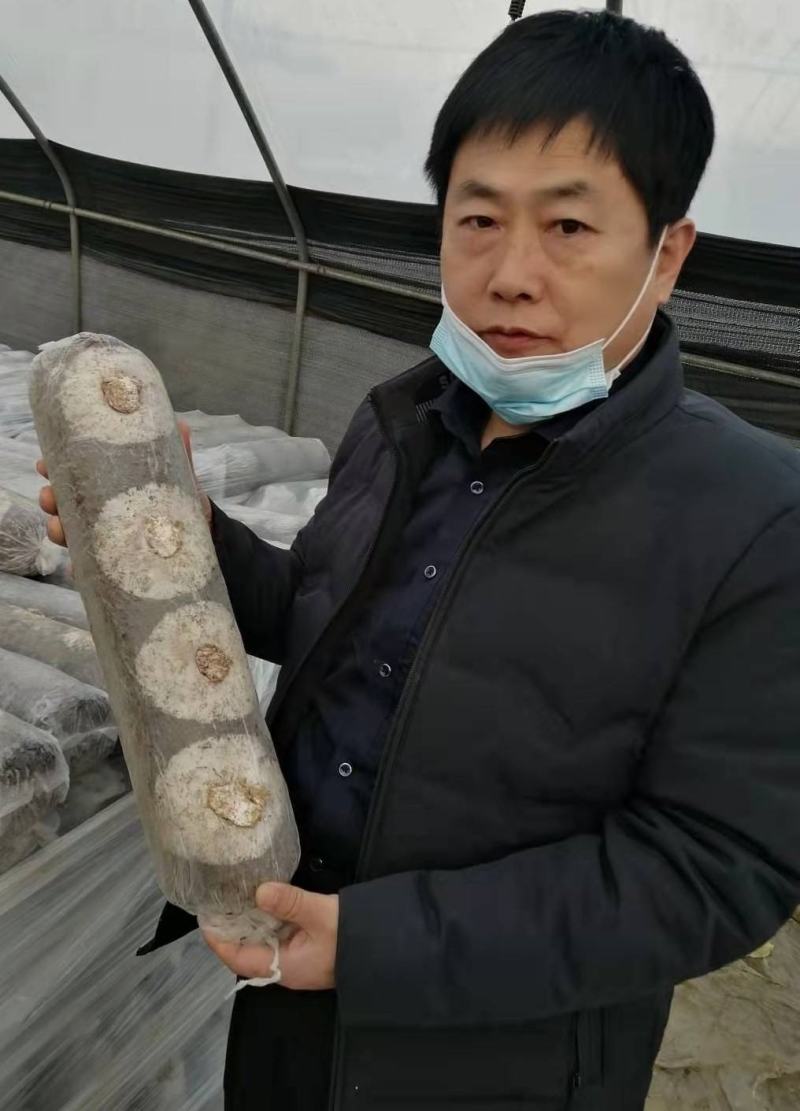 平菇菌包菌种