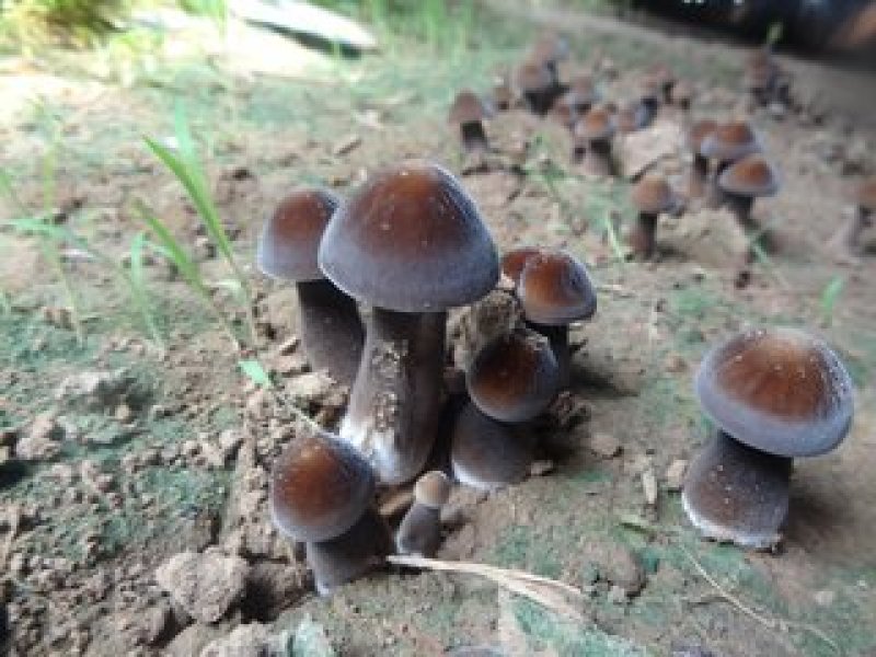 平菇菌包菌种