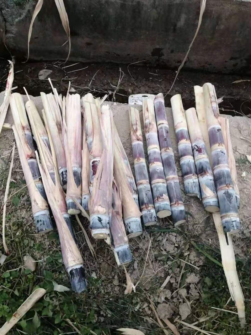 黑皮甘蔗种苗，品种优良，广西黑皮甘蔗种苗