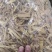 檀香高含量檀香只做正品各种全欢迎选购