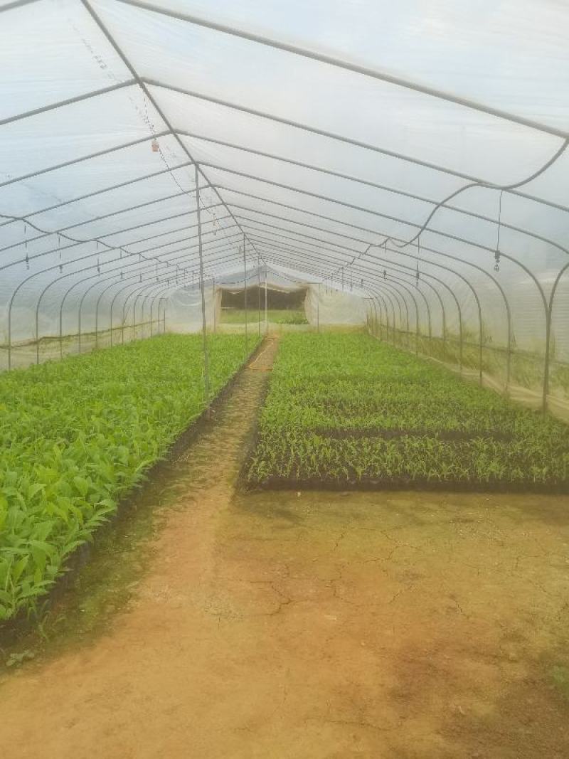 小米蕉苗，苹果粉蕉苗，巴西香蕉苗，西贡蕉苗，金粉一号等
