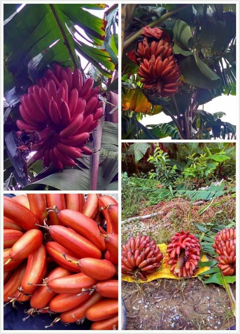 小米蕉苗，苹果粉蕉苗，巴西香蕉苗，西贡蕉苗，金粉一号等