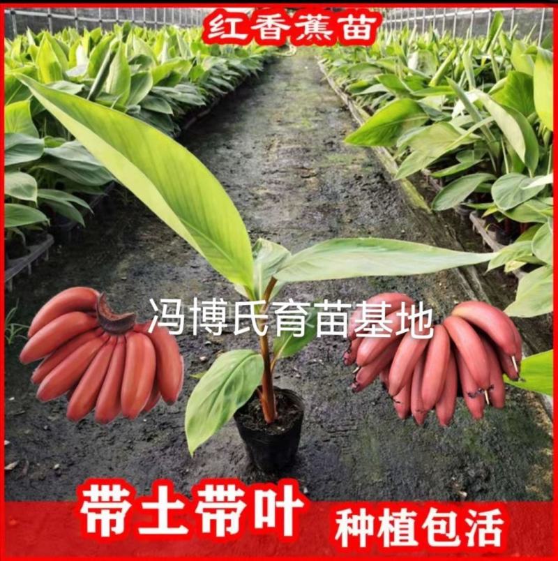 小米蕉苗，苹果粉蕉苗，巴西香蕉苗，西贡蕉苗，金粉一号等
