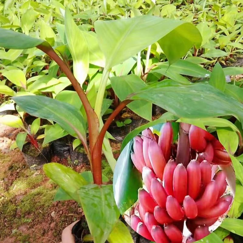 小米蕉苗，苹果粉蕉苗，巴西香蕉苗，西贡蕉苗，金粉一号等
