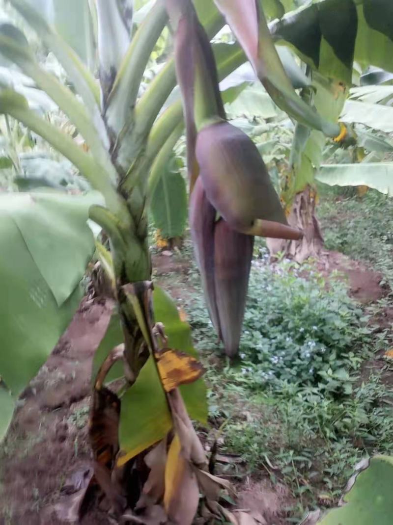 小米蕉苗，苹果粉蕉苗，巴西香蕉苗，西贡蕉苗，金粉一号等