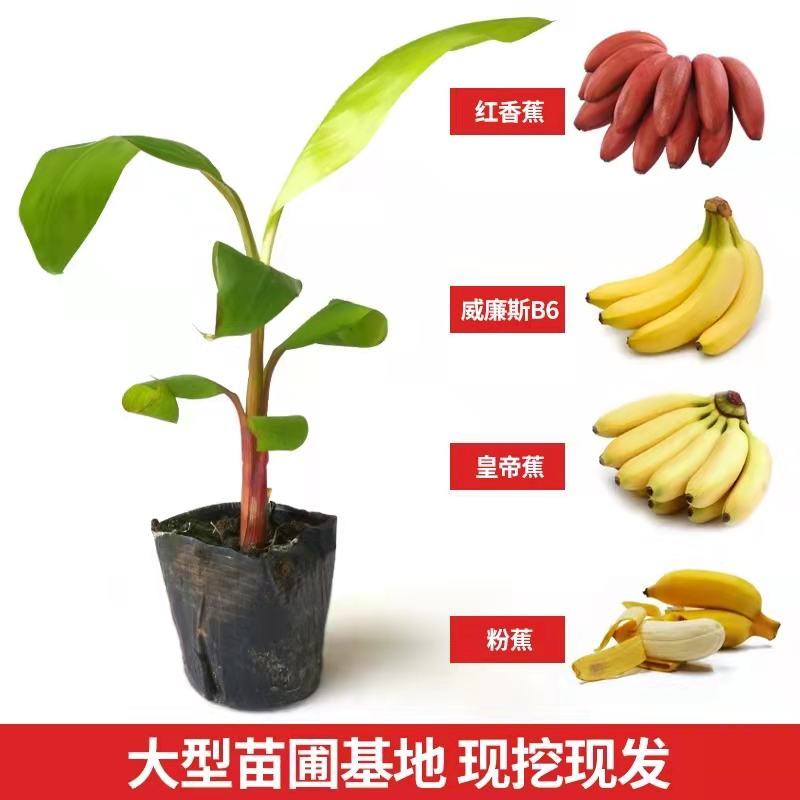 小米蕉苗，苹果粉蕉苗，巴西香蕉苗，西贡蕉苗，金粉一号等