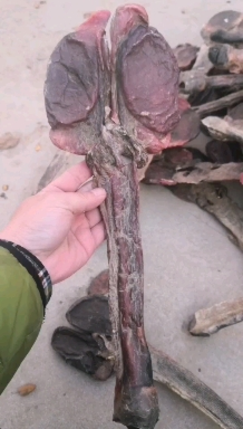 【牛商推荐】驴鞭驴鞭干各种鞭类批发