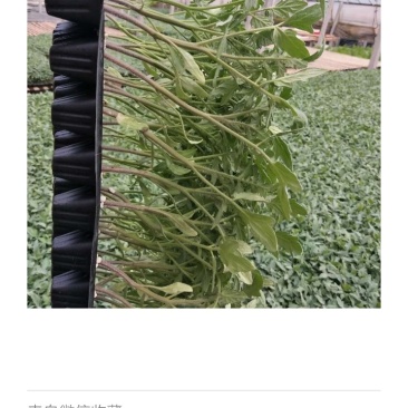 口感型草莓番茄芯多汁多酸甜度高大果型果种250克左右