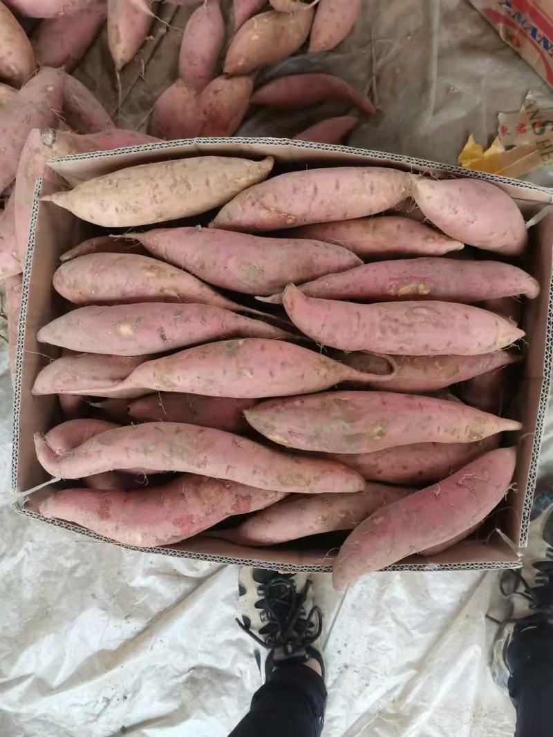 烟薯25烤薯供应该产品甜糯软口感好
