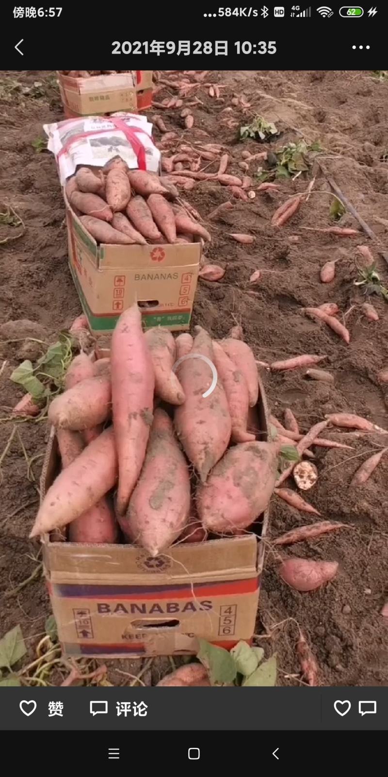 烟薯25烤薯供应该产品甜糯软口感好