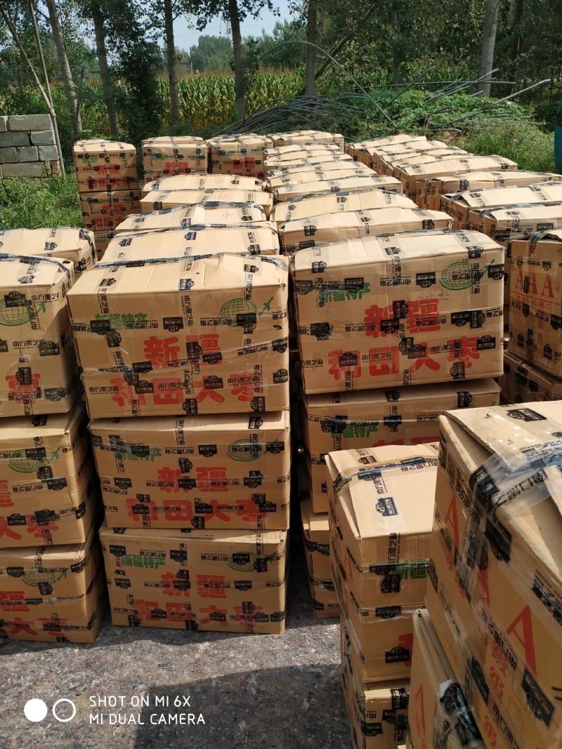 烟薯25烤薯供应该产品甜糯软口感好