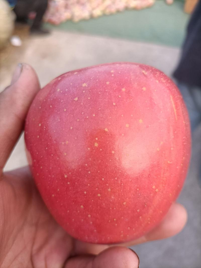 红富士苹果个大脆甜可口颜色好，含糖量高一手货源地头发货
