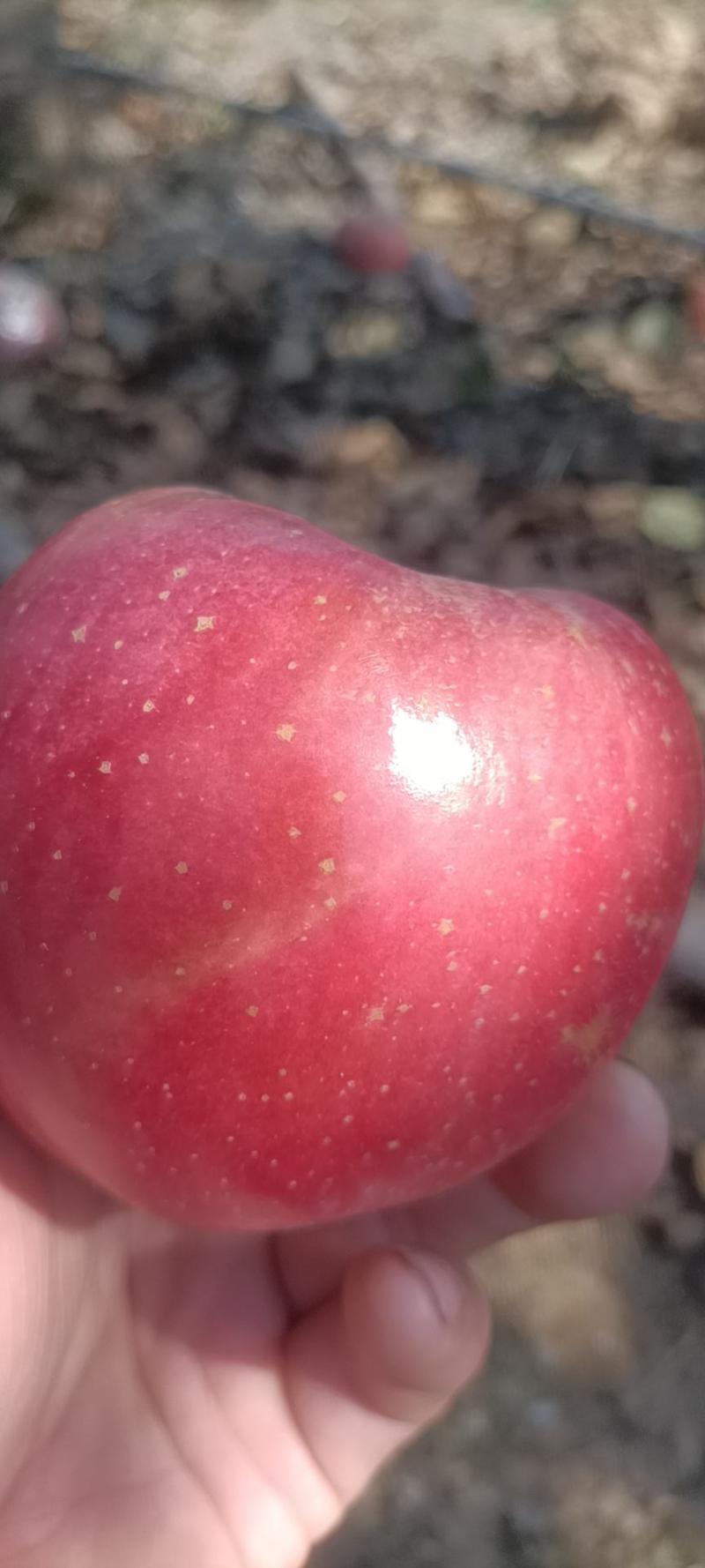红富士苹果个大脆甜可口颜色好，含糖量高一手货源地头发货