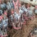 Bk无核黑黄后葡萄苗，大粒，自然无核，香甜可口，保纯保活