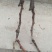 Bk无核黑黄后葡萄苗，大粒，自然无核，香甜可口，保纯保活