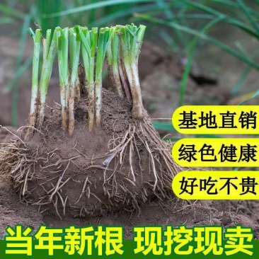 两年培育成的高产宽叶韭菜根，苗壮根旺是盆栽大棚大田的好选