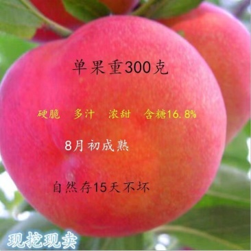 红李子树苗单果300克南北方栽植李子苗当年