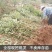 红李子树苗单果300克南北方栽植李子苗当年