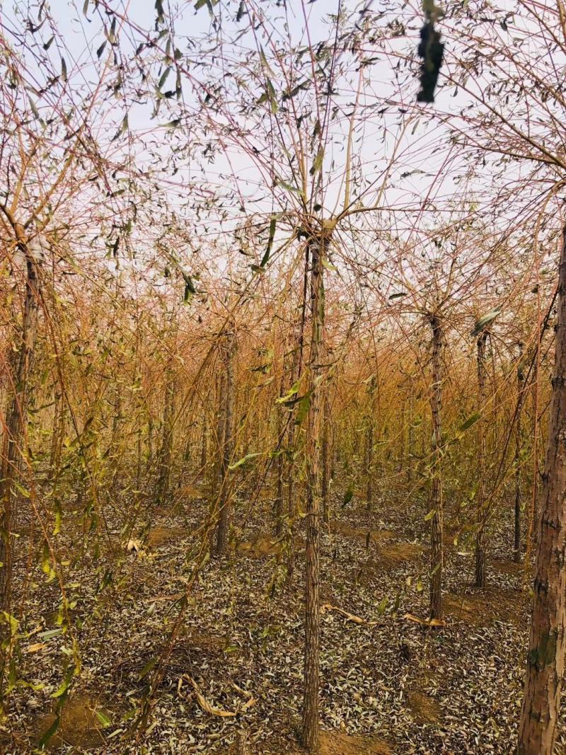 辽北苗木柳树垂柳金枝垂柳可视频看货