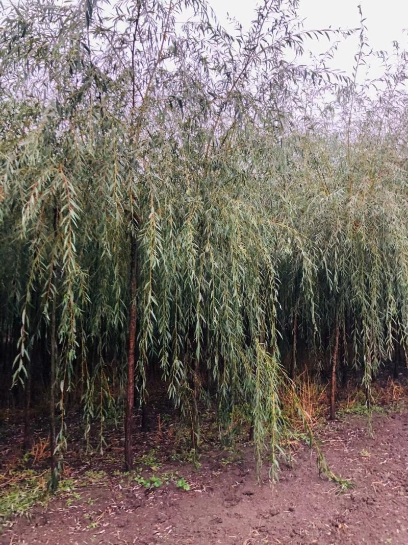 辽北苗木柳树垂柳金枝垂柳可视频看货