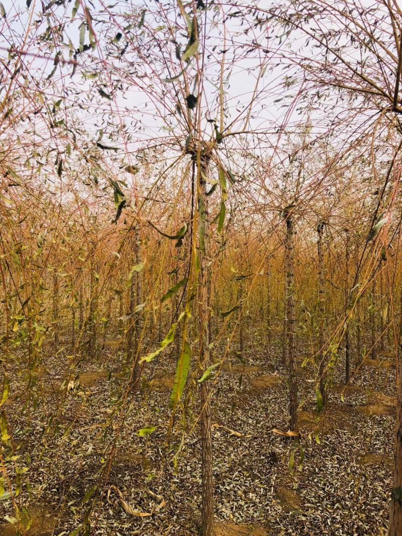 辽北苗木柳树垂柳金枝垂柳可视频看货