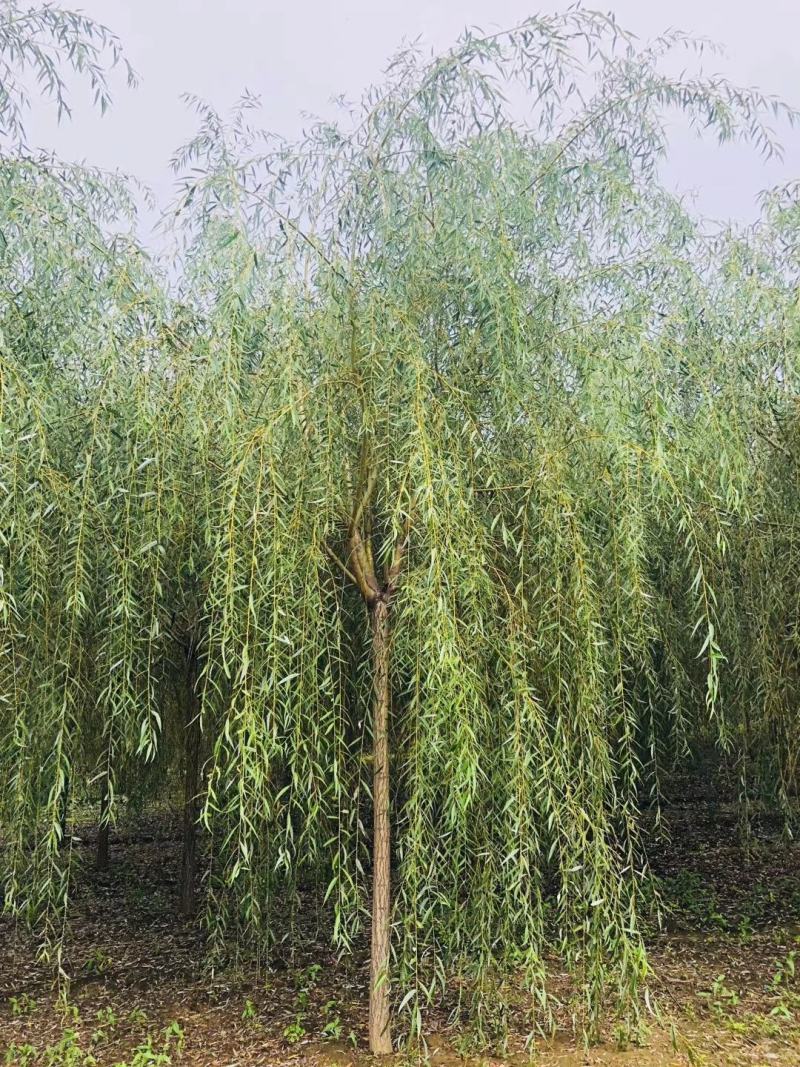 辽北苗木柳树垂柳金枝垂柳可视频看货