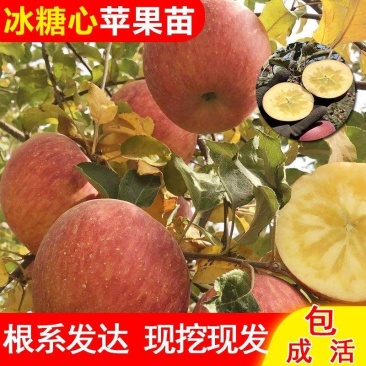 苹果树苗红富士冰糖心苹果苗盆栽地果树苗南北方种植当年