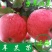 苹果树苗红富士冰糖心苹果苗盆栽地果树苗南北方种植当年