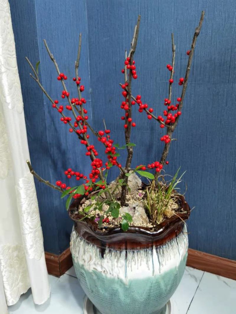 北美冬青树苗绿植物盆栽室内盆景花灌木花卉客厅轮生园林景观