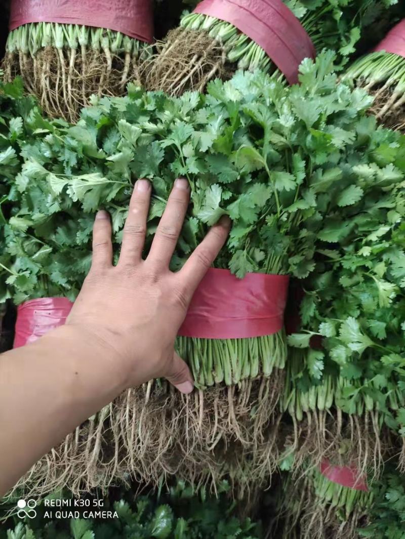精品香菜
