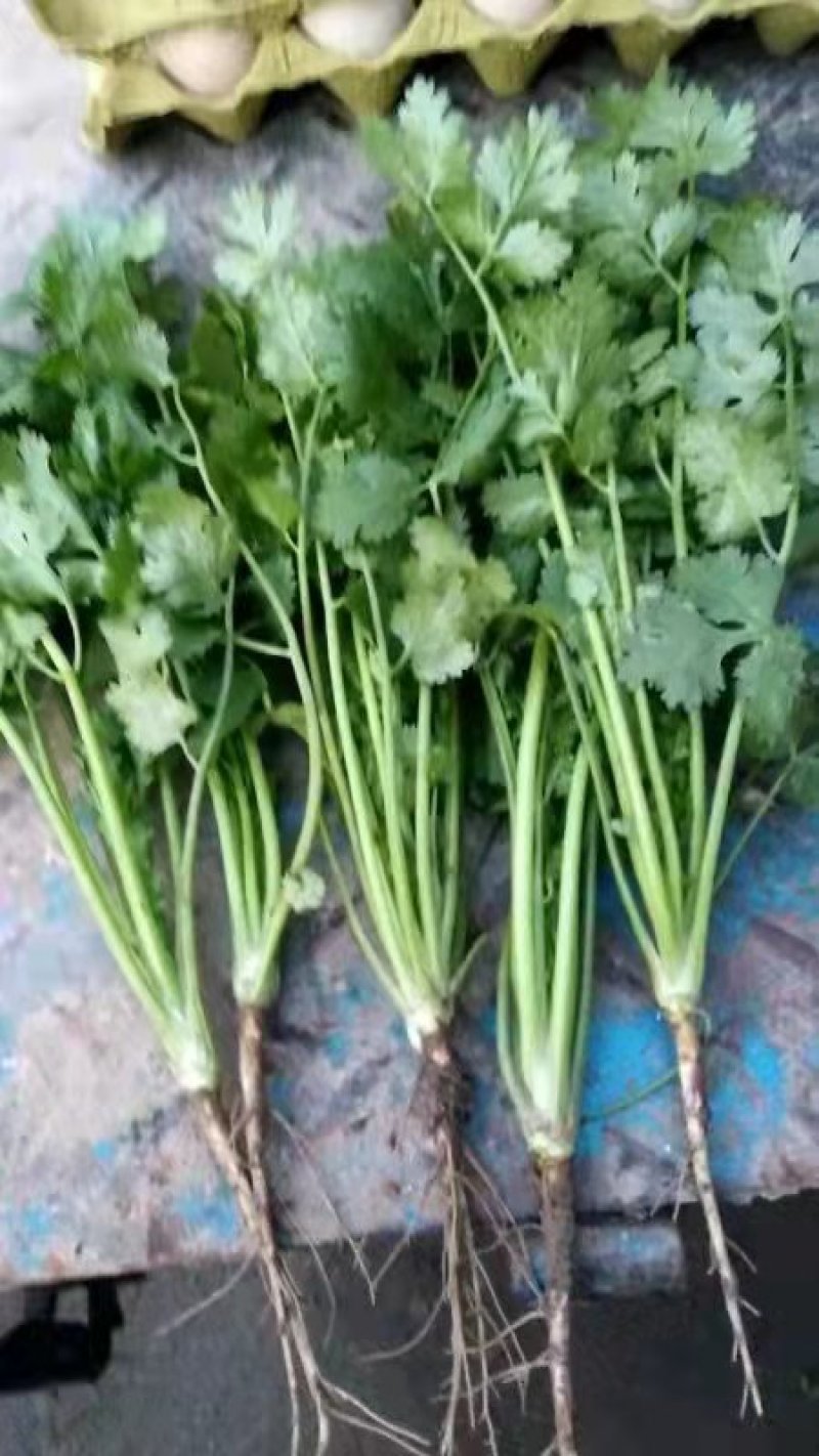 精品香菜