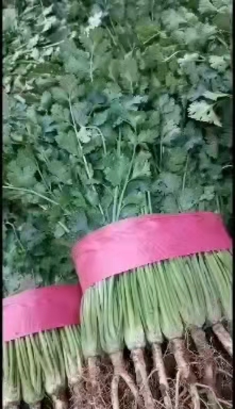 精品香菜