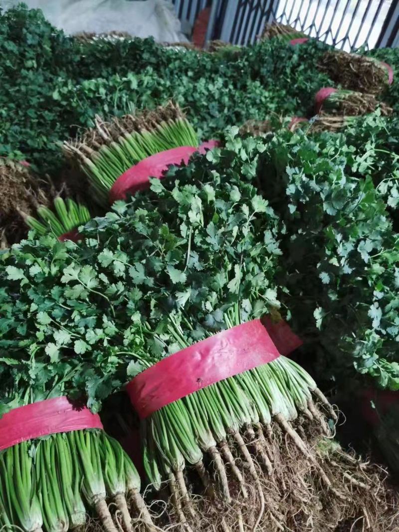精品香菜