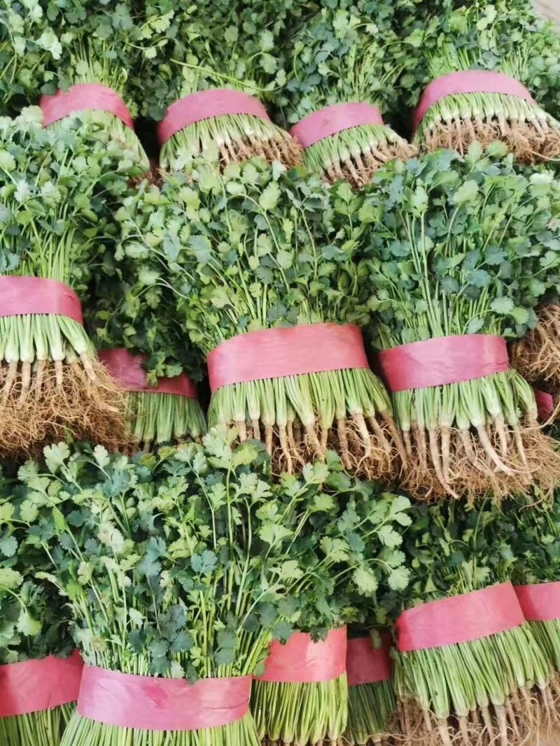 精品香菜
