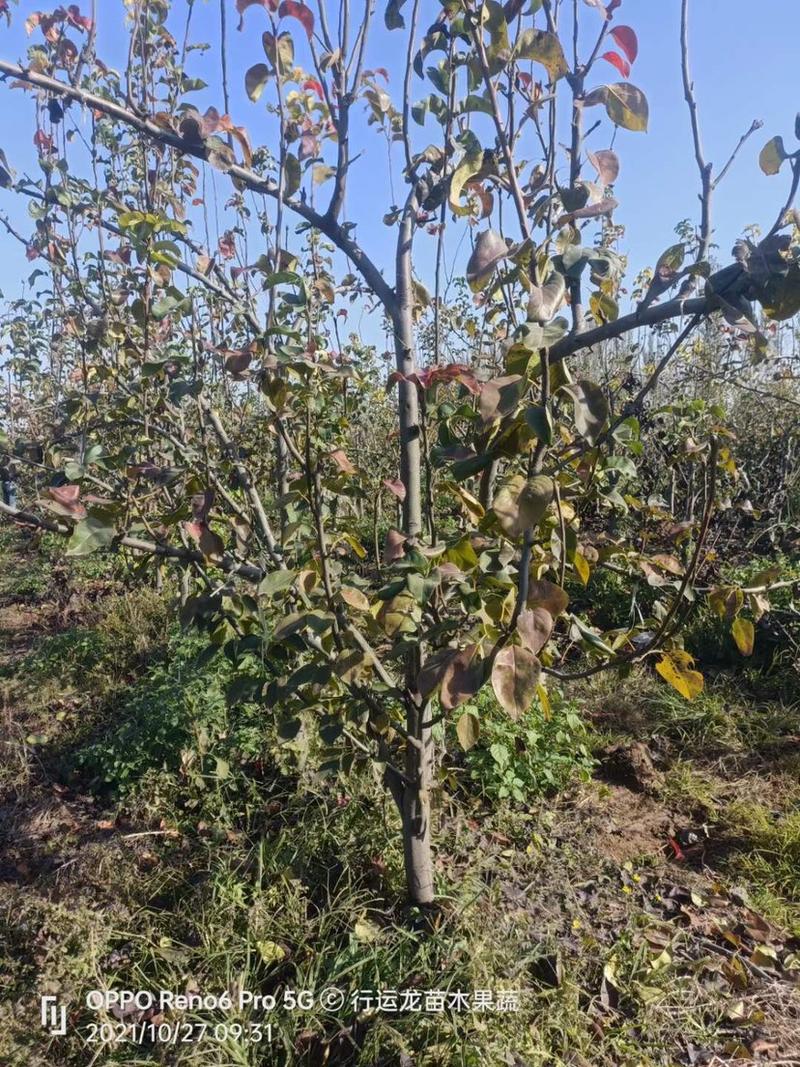 秋月梨树各规格齐全，品种保纯度，裸根土球均可操作占地绿化