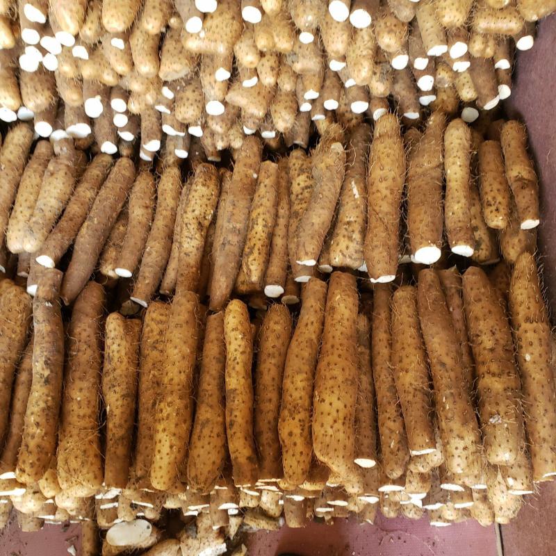 【精品】平度山药大量供应有货有货产地直供量大从优