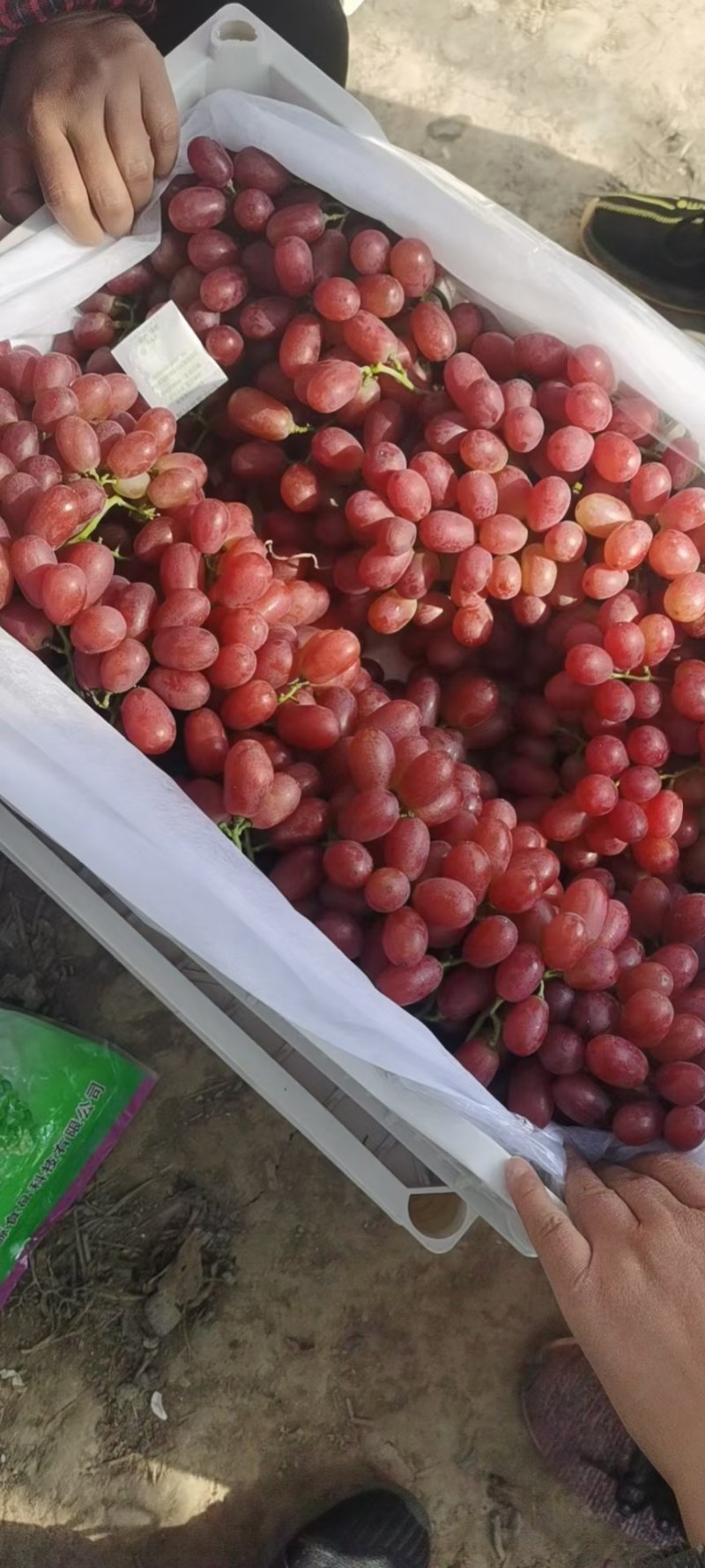 深红无籽葡萄克伦生葡萄现货出售欢迎洽谈订购货源充足