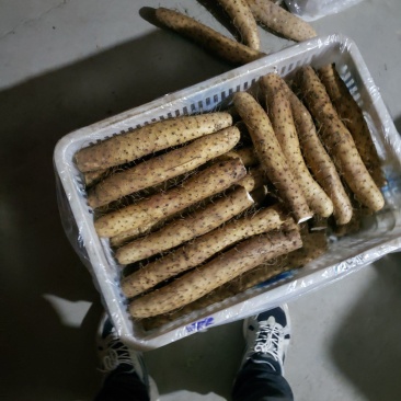 【精品】平度牛腿白玉山药产地直供质量保证诚信赢天下产地
