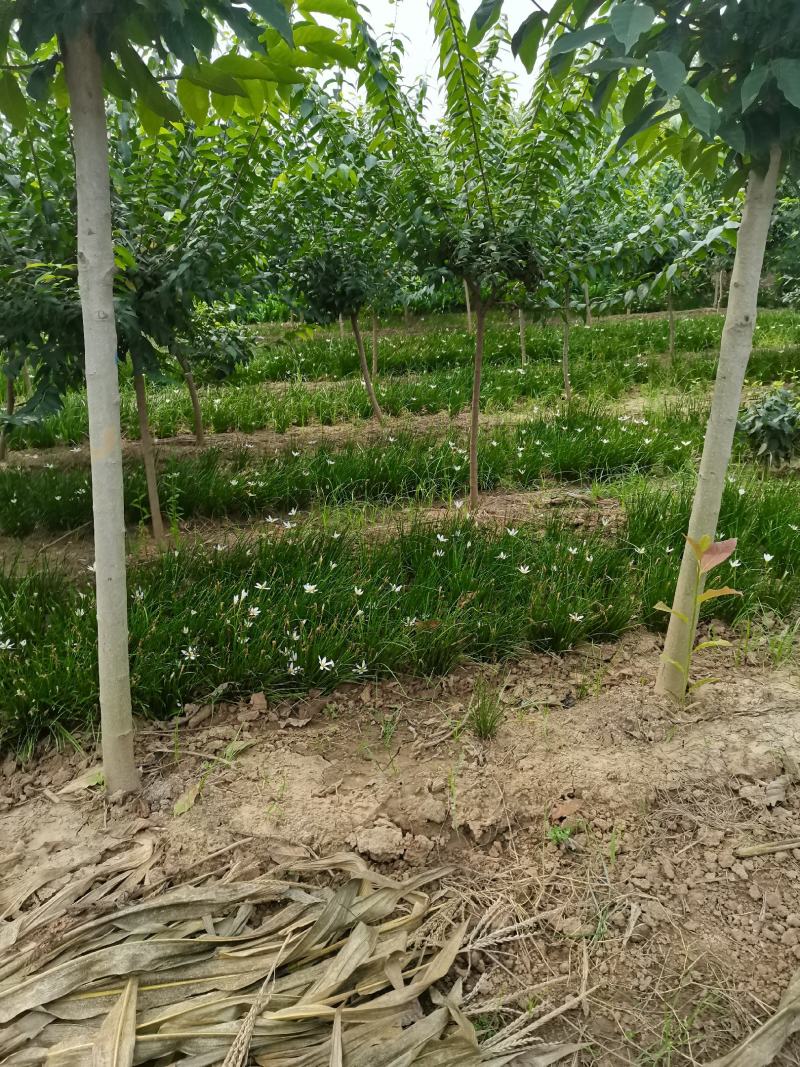 葱兰万亩基地葱兰草主产基地河南鄢陵县葱兰产地