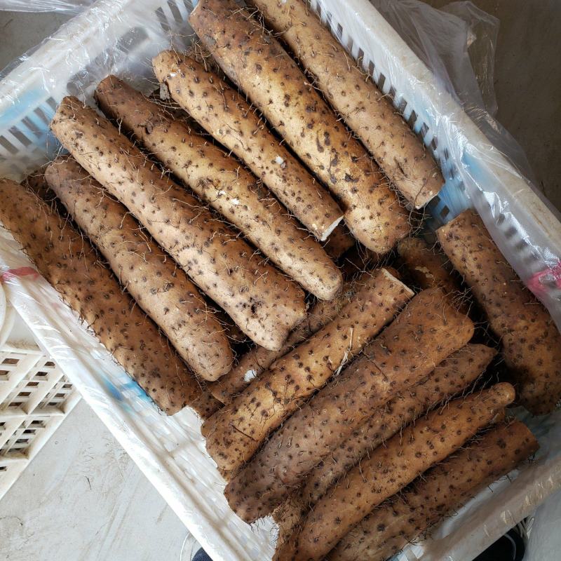 【精品】平度白玉山药产地直供质量保证产地直发