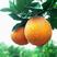 正宗江西赣南脐橙果园采摘每天都是现摘现发！