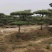 精品2-10米造型松正在热销中自然园林造型松基地