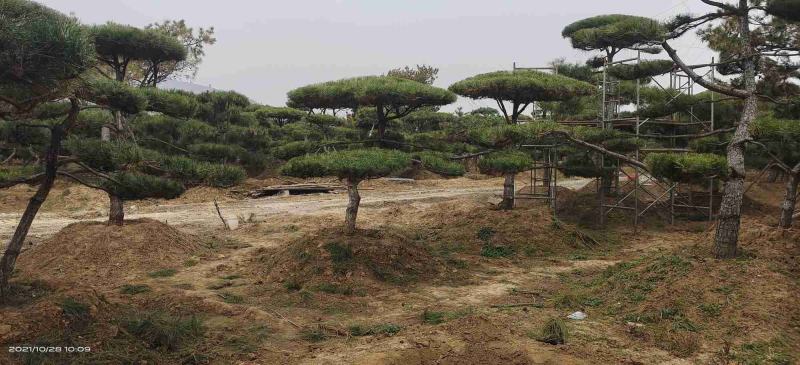 精品2-10米造型松正在热销中自然园林造型松基地
