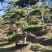 精品2-10米造型松正在热销中自然园林造型松基地