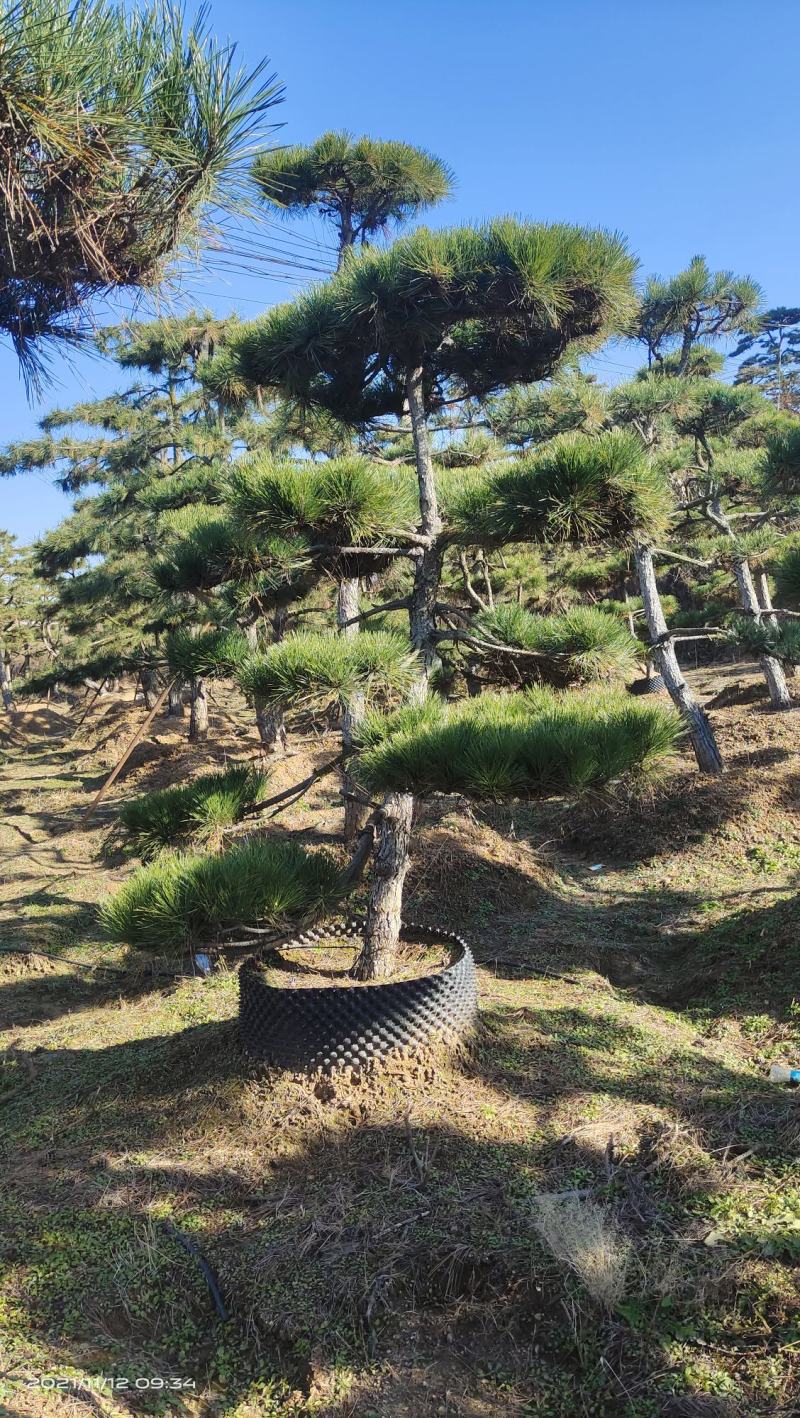 精品2-10米造型松正在热销中自然园林造型松基地