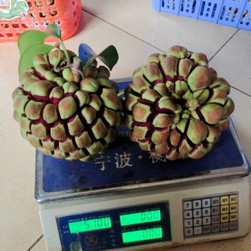 武平县原产地黑老虎