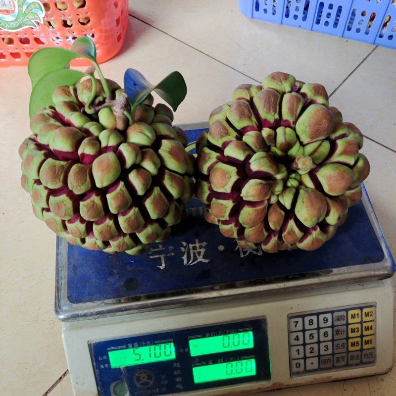 武平县原产地黑老虎