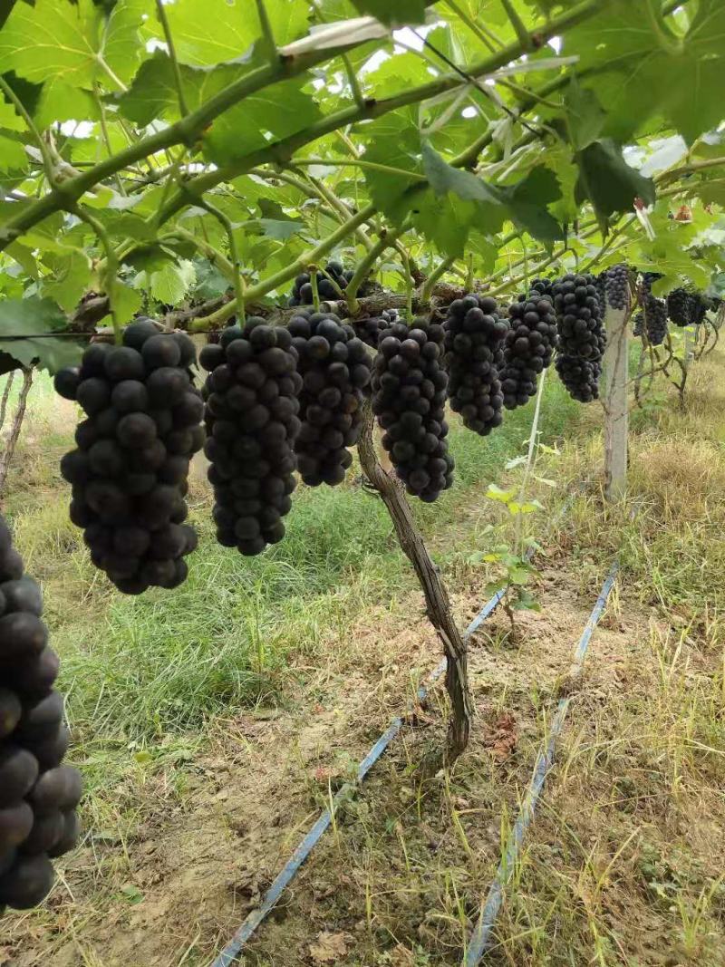 夏黑葡萄苗基地直发早熟品种丰产性好