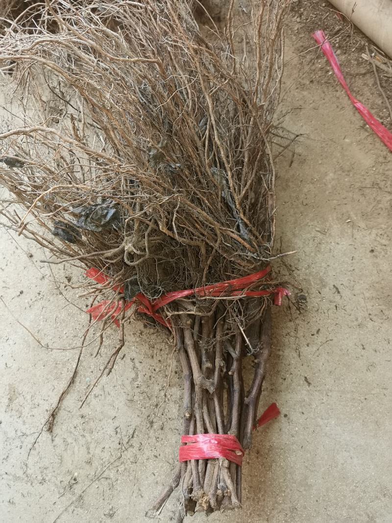 夏黑葡萄苗基地直发早熟品种丰产性好