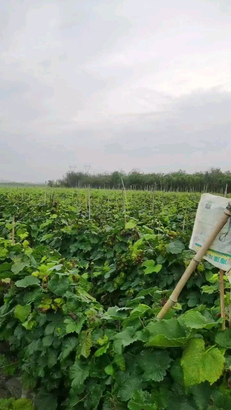 夏黑葡萄苗基地直发早熟品种丰产性好